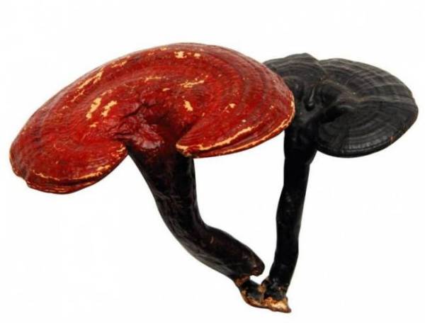Reishi Mushroom Extract Powder