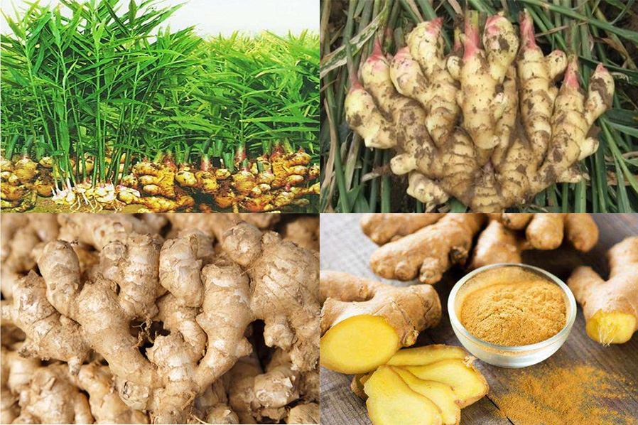 Ginger material