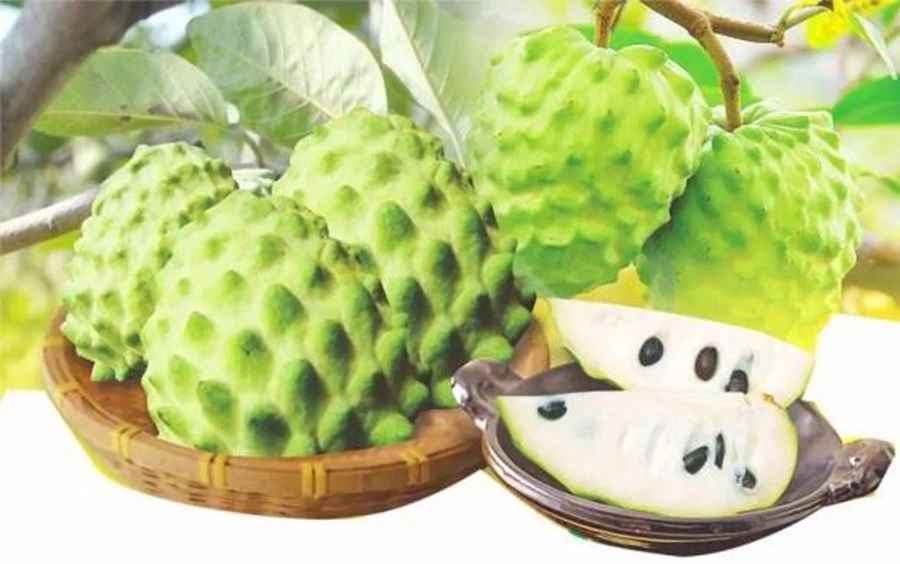 Soursop Fruit Powder Soursop Fruit Powder