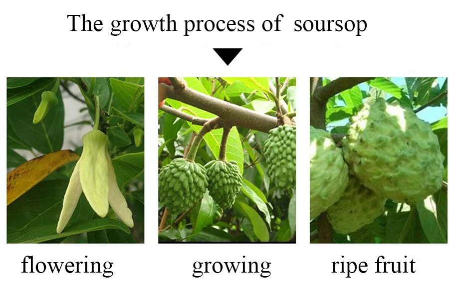Graviola Fruit Powder Graviola Fruit Powder