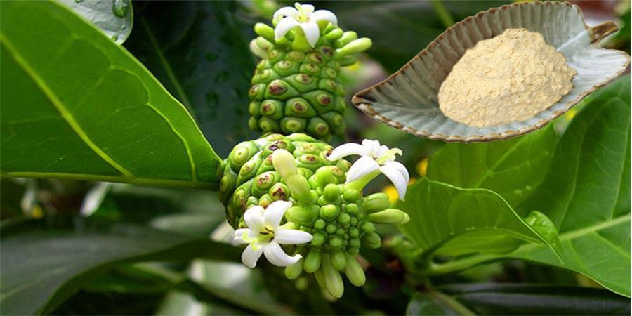 Noni Fruit Powder Noni Fruit Powder