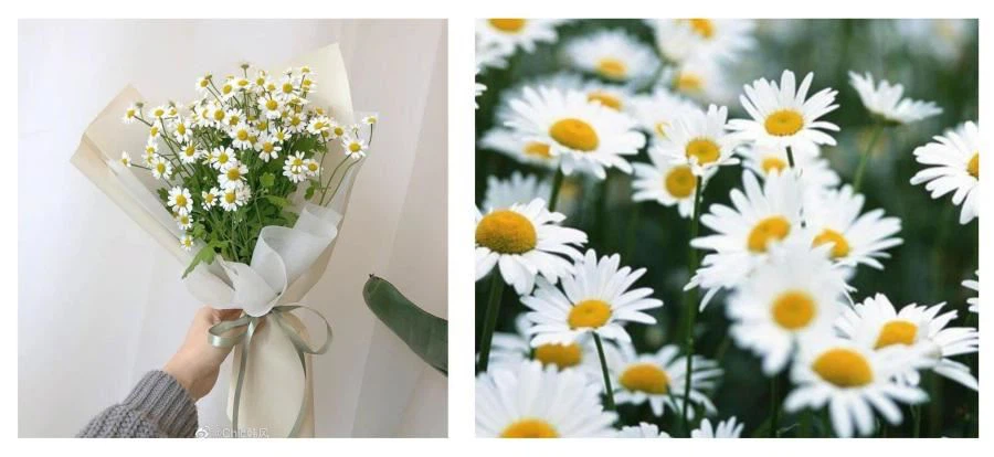 Chamomile Flower Extract
