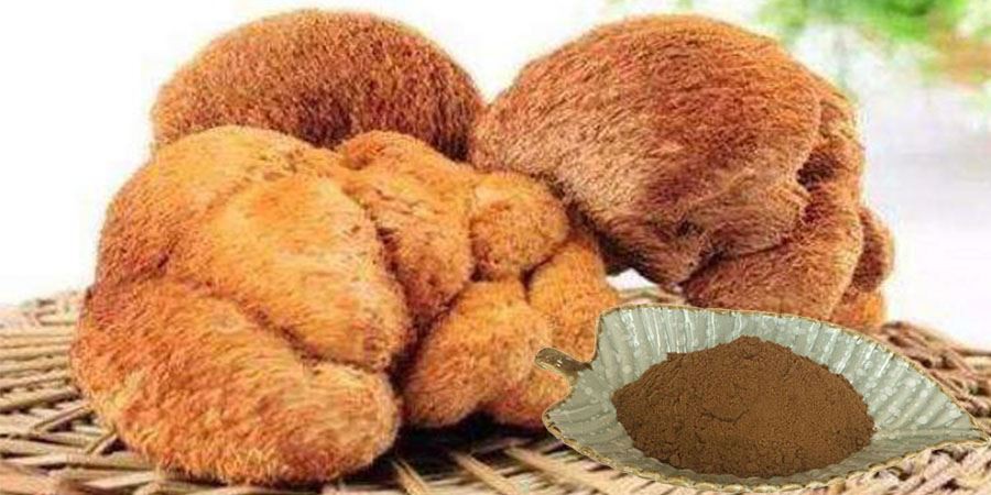 Hericium Erinaceus Extract Powder