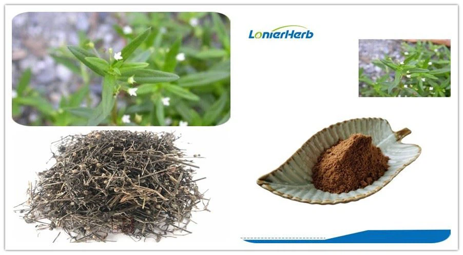 Hedyotis diffusa Extract Supplier