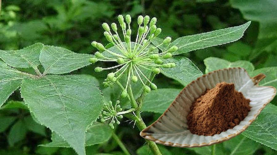 Eleutherococcus senticosus extract factory