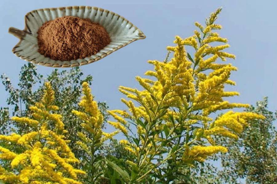 Solidago extract factory