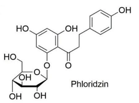 Phloridzin 