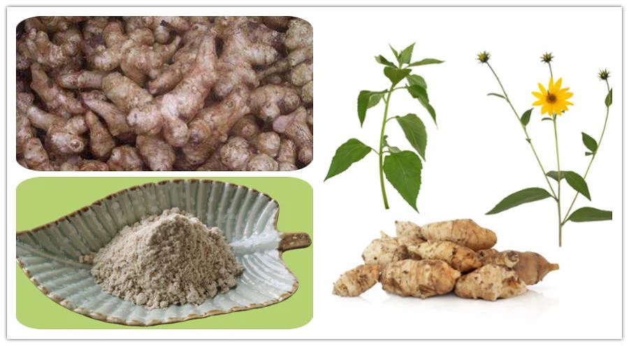 Jerusalem artichoke extract Supplier