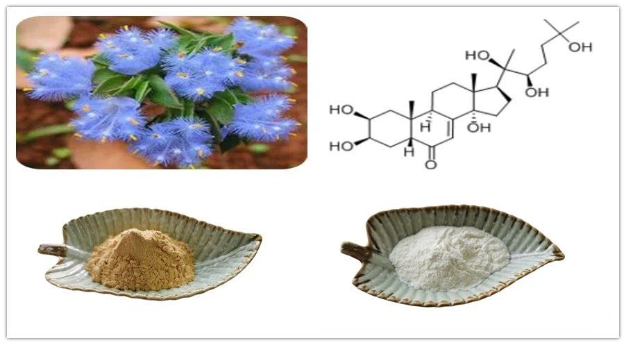 Cyanotis Extract