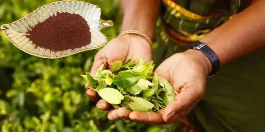 Free Sample Ceylon Tea Powder