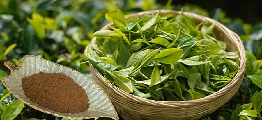 Pu-erh Tea Powder