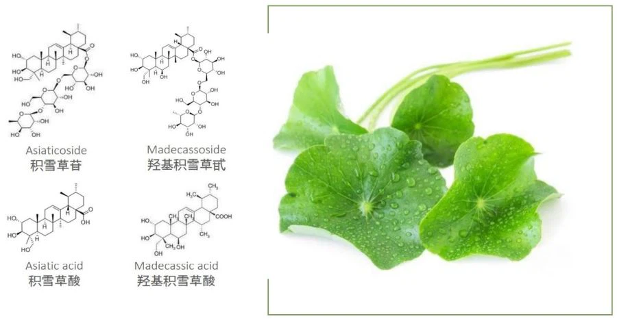 Asiaticoside,Madecassoside, Madecassic Acid,Asiatic Acid