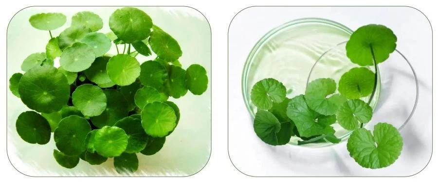 Centella Asiatica Extract Centella Asiatica Extract