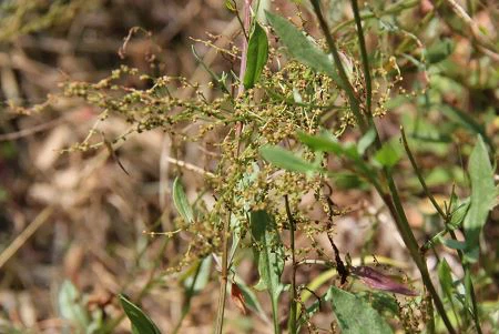 Sheep Sorrel Extract