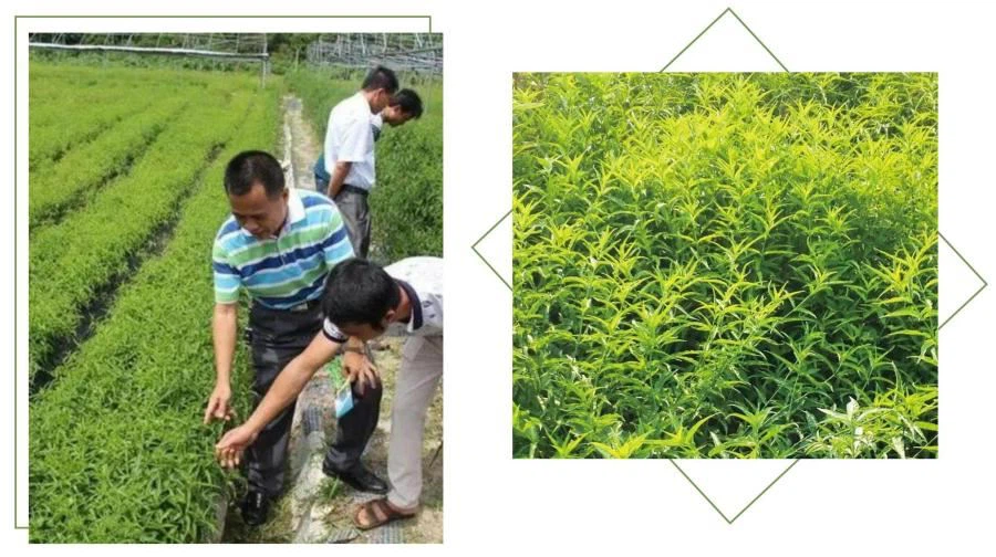 Clinacanthus Nutans Extract