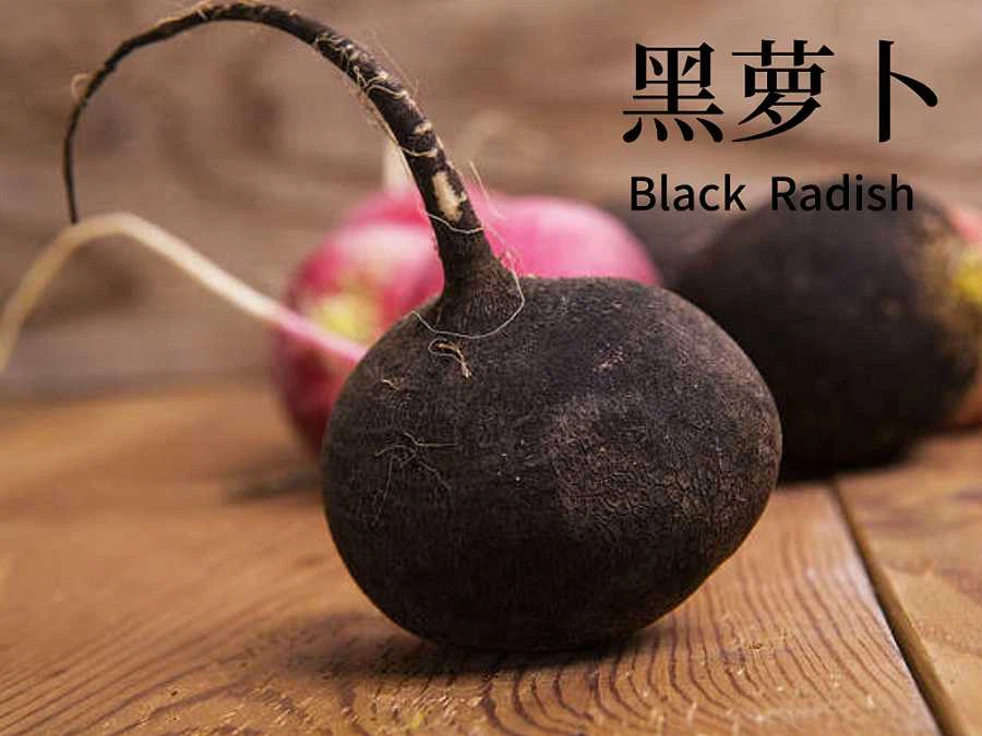 Black Radish Extract Supplier