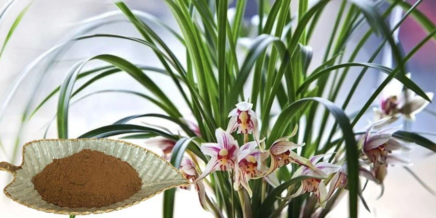 Cymbidium Goeringii Extract Powder