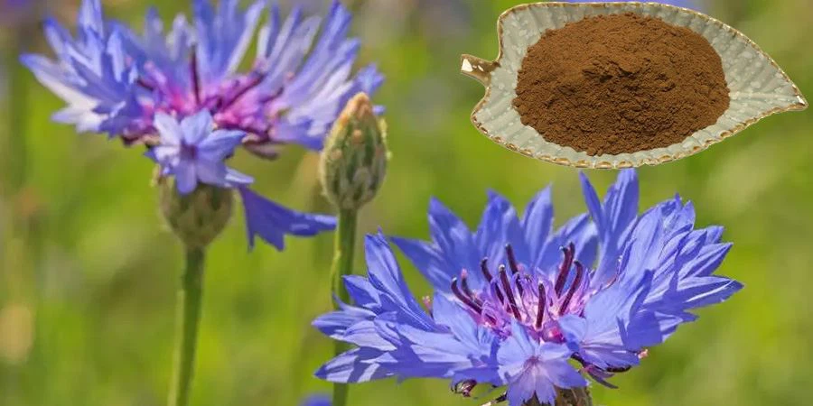 Cornflower Extract
