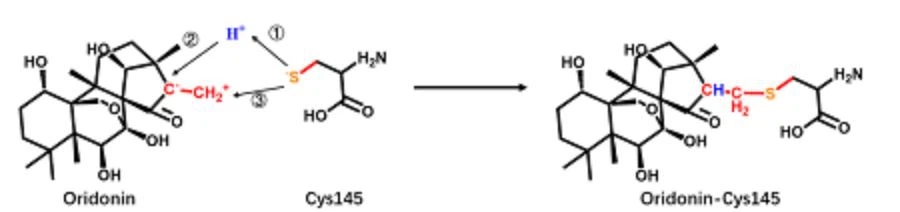 Nucleophilic addition reaction of oridonin A with 2019-nCoV Cys145