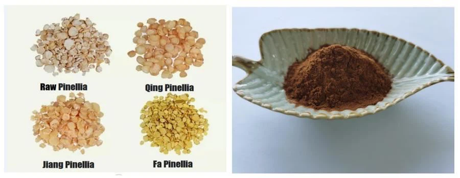 Pinellia Ternate Extract