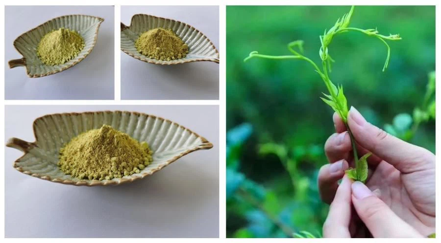 Myricetin Powder, Vine Tea Extract