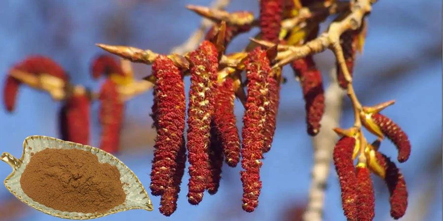 Poplar Flower Extract