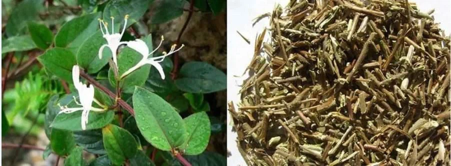 Lonicera japonica extract FACTORY