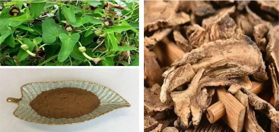 Costus Root Extract Powder