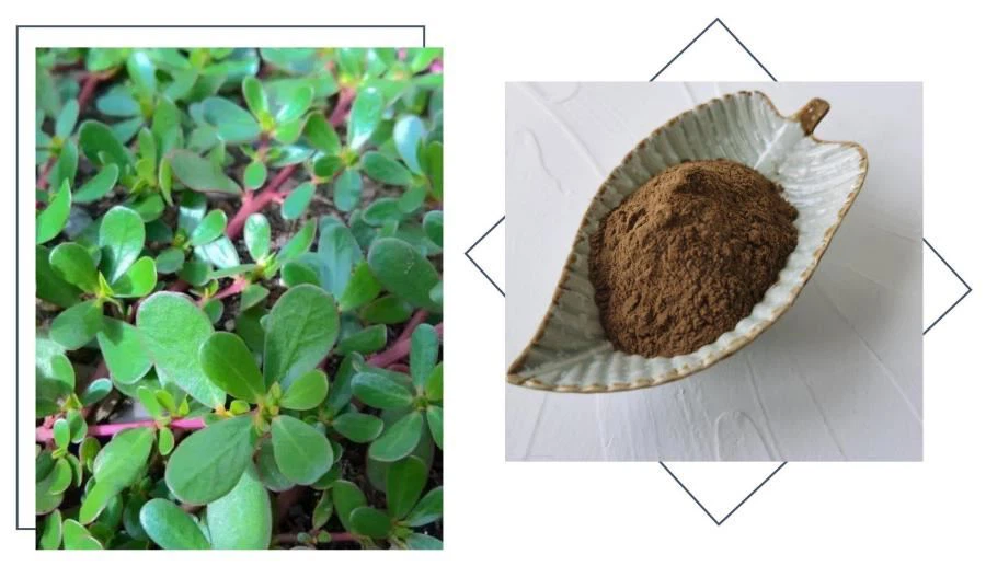 Portulaca Oleracea Extract