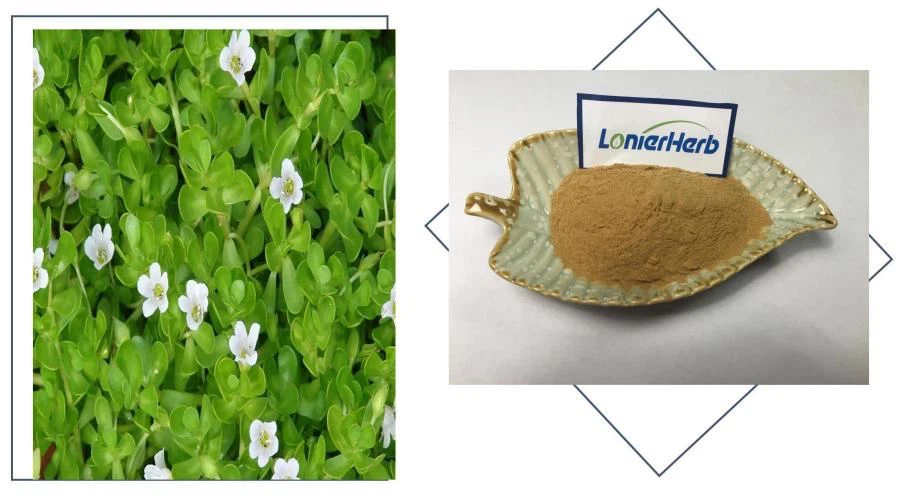 Bacopa 50% Bacosides