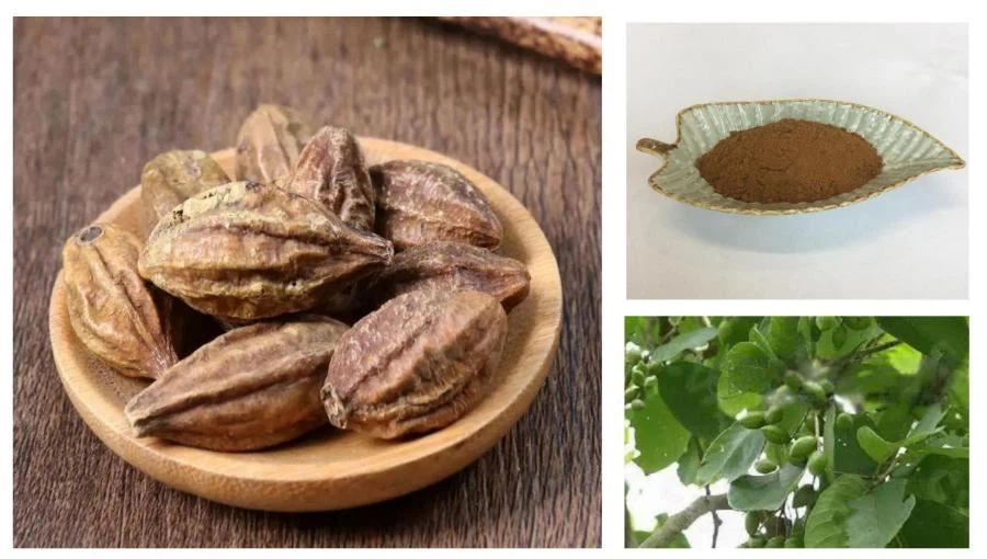 Terminalia Chebula Fruit Extract