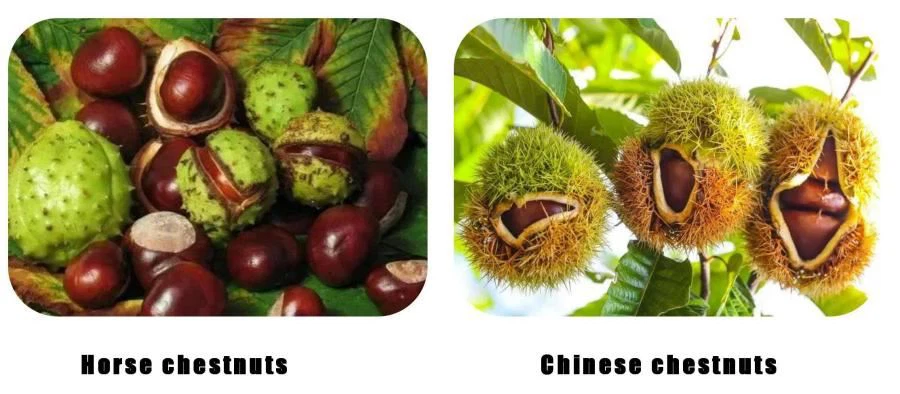 Chinese chestnuts and Horse chestnuts