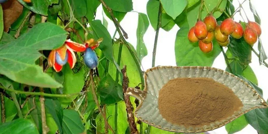 Free Sample Erythropalum Scandens Extract