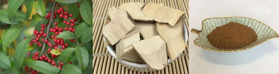 Pubescent Holly Root Extract Powder
