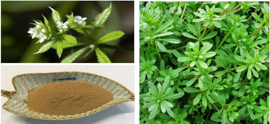 Galium Aparine Extract