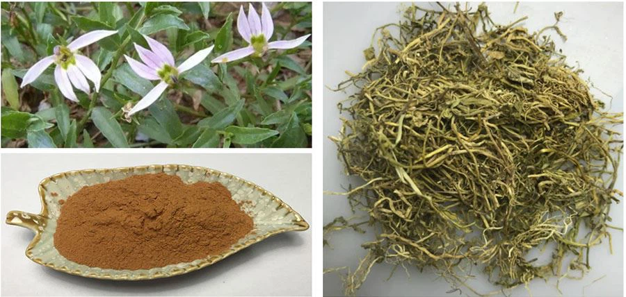 Wholesale Lobelia Chinensis Extract