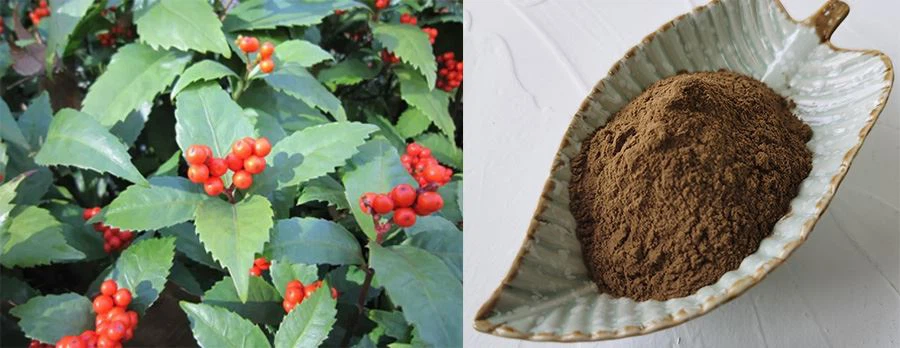 Grass Coral Extract