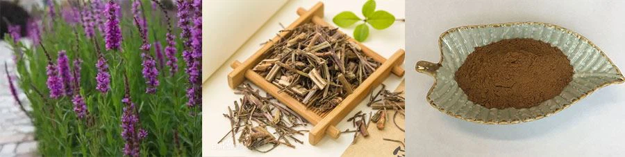 Wholesale Verbena Extract