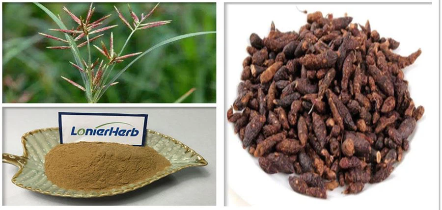 Cyperus Rotundus Extract Powder