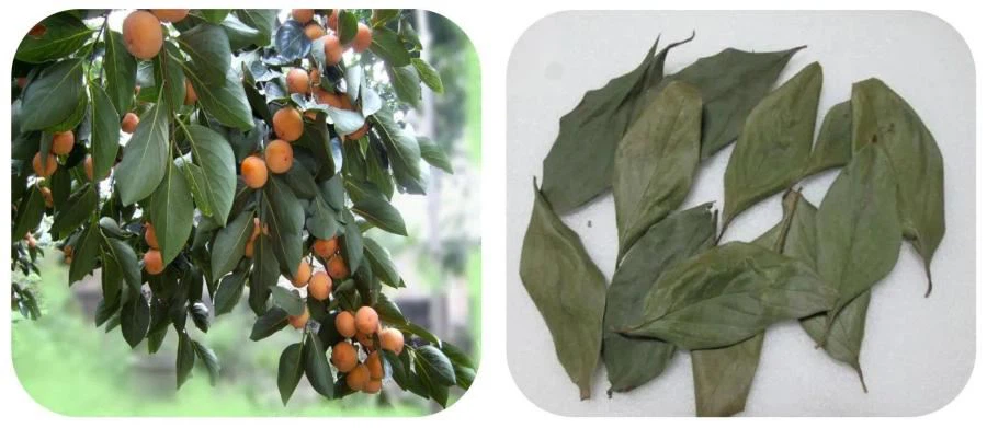 Persimmon Extract