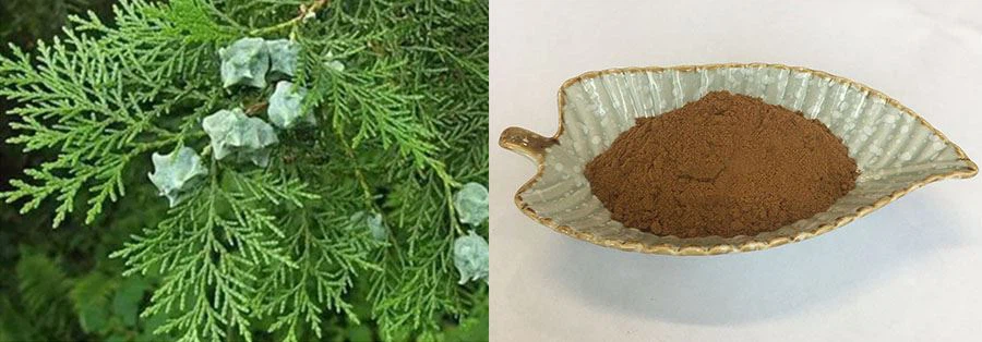 Wholesale Oriental Arborvitae Leaf Extract