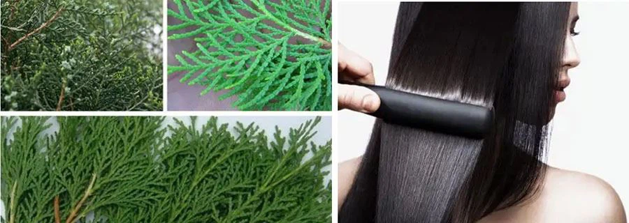 Oriental Arborvitae Leaf Extract Application