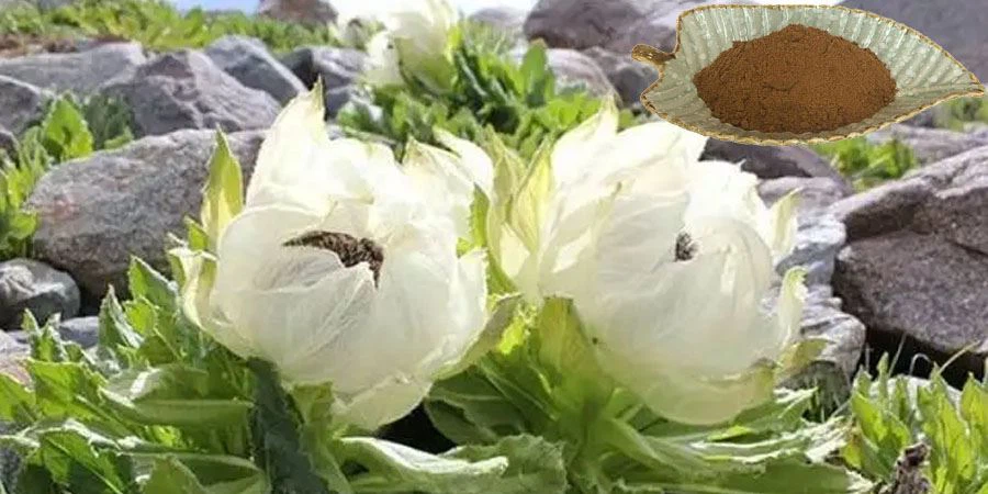 Snow Lotus Herb Extract