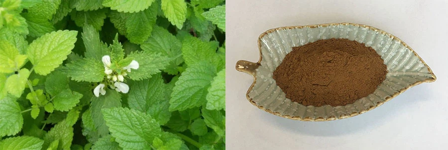 Lemon Grass Extract Powder