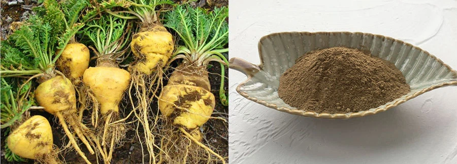 Maca Root Extract