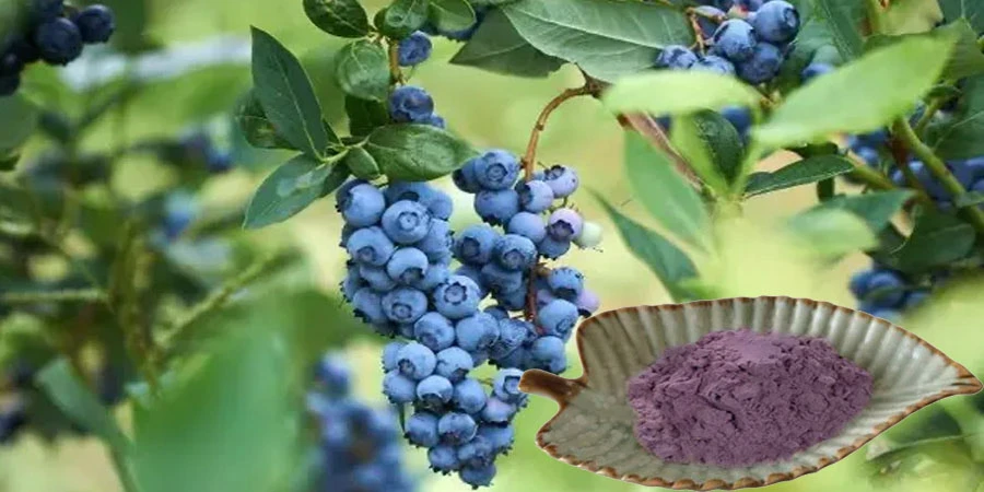 Blueberry Juice Powder Blueberry Juice Powder