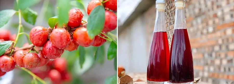 Chinese Dwarf Cherry Powder manufacturers Chinese Dwarf Cherry Powder manufacturers