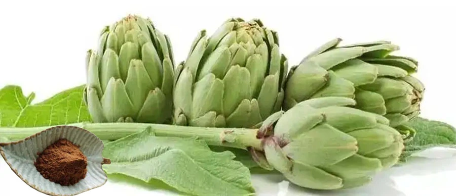 Artichoke Extract Powder factory
