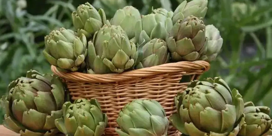 Artichoke Extract Powder manufacturers