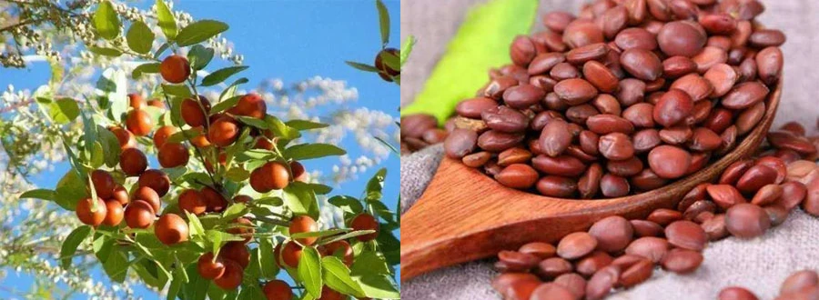 Wholesale Jujube Extract Jujuboside